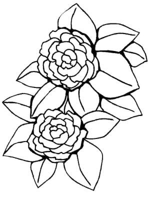 Şakayık boyama sayfası,  coloring page, İki Şakayık, 