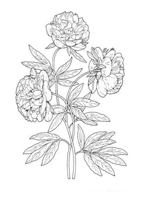 Şakayık boyama sayfası,  coloring page, Şakayık çiçekleri, 