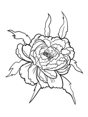 Şakayık boyama sayfası,  coloring page, Şakayık Çiçeği Yazdır, 