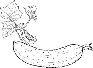 Salatalık boyama sayfası,  coloring page, Yapraklı Salatalık, 