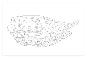 Salyangoz boyama sayfası,  coloring page, Koni Salyangozu, 