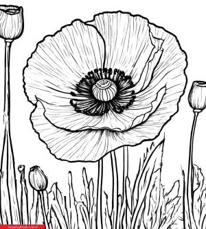 Sanatsal Yabani Çiçekler boyama sayfası, coloring page, ,
