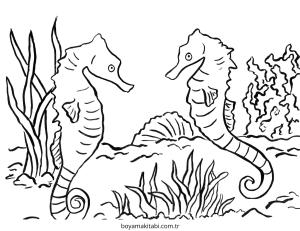 Seahorse boyama sayfası – ücretsiz yazdır, boyama etkinliği