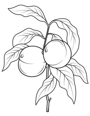 Şeftali boyama sayfası,  coloring page, Daldaki Şeftali, 