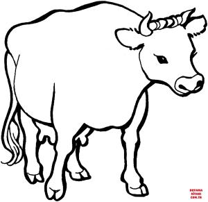 Sığır boyama sayfası, Cattle coloring page, , cattle cow 