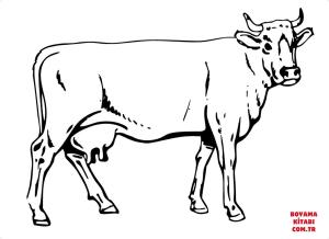 Sığır boyama sayfası, Cattle coloring page, , cattle cow 