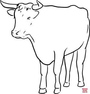 Sığır boyama sayfası, Cattle coloring page, , cattle bull line drawing 