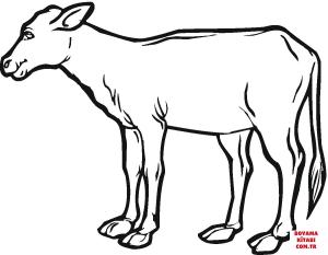 Sığır boyama sayfası, Cattle coloring page, , cattle cow calf 