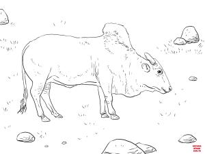 Sığır boyama sayfası, Cattle coloring page, , cattle brahma bull 