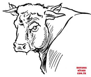 Sığır boyama sayfası, Cattle coloring page, , cattle bull portait 