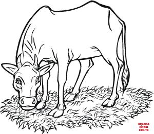 Sığır boyama sayfası, Cattle coloring page, , cattle cow eating grass 