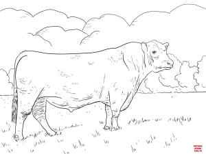 Sığır boyama sayfası, Cattle coloring page, , cattle angus bull 