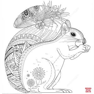 Sincap boyama sayfası, Squirrels coloring page, , squirrels squirrel zentangle 