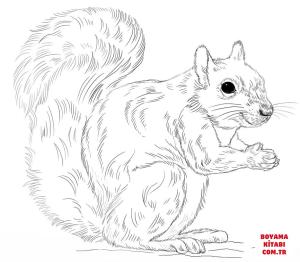 Sincap boyama sayfası, Squirrels coloring page, , squirrels eastern gray squirrel 