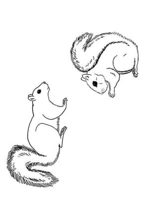 Sincap boyama sayfası, Squirrels coloring page, Iki Sincap, 