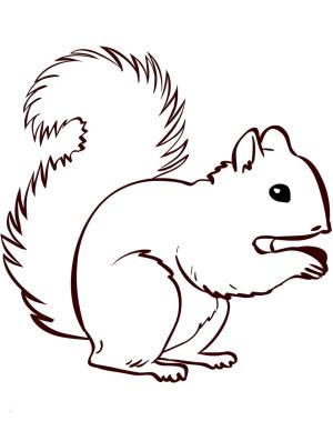 Sincap boyama sayfası, Squirrels coloring page, Sincap Yemek, 