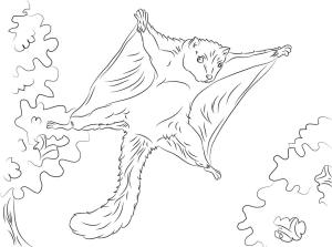 Sincap boyama sayfası, Squirrels coloring page, Sincap Uçan, 