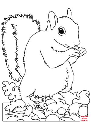 Sincap boyama sayfası, Squirrels coloring page, , squirrels eastern gray squirrel 