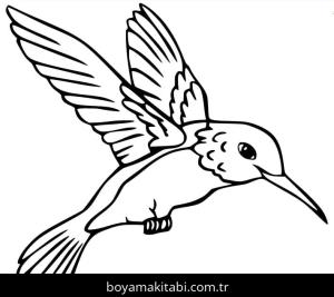 Sinek Kuşu Boyama