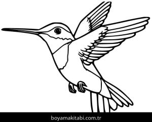 Sinek Kuşu boyama sayfası – renkli çizimler, okul öncesi