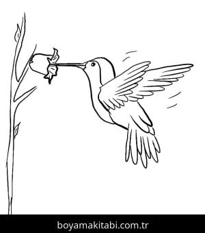 Sinek Kuşu boyama sayfası – yaratıcılığı geliştirir, keyifli zaman
