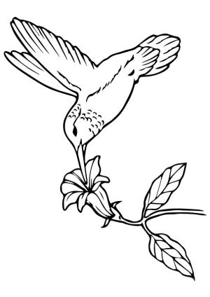 Sinek Kuşu boyama sayfası,  coloring page, A Hummingbird Sipping Nectar, 