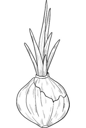 Soğan boyama sayfası,  coloring page, Çimlendirilmiş Soğan, 