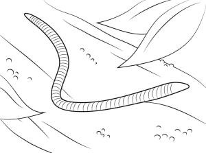 Solucan boyama sayfası,  coloring page, , 