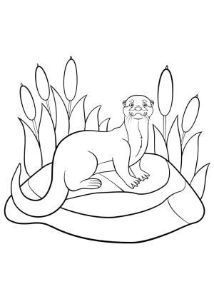 Su Samuru boyama sayfası, Otters coloring page, Su samuru gülümsüyor, 