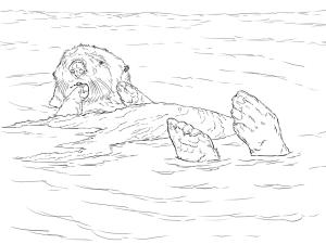 Su Samuru boyama sayfası, Otters coloring page, Su Samuru 2, 