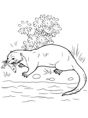 Su Samuru boyama sayfası, Otters coloring page, Su samuru balık yakalıyor, 