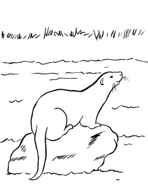 Su Samuru boyama sayfası, Otters coloring page, Nehir su samuru, 