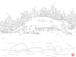 Su Samuru boyama sayfası, Otters coloring page, , otters northern river otter 