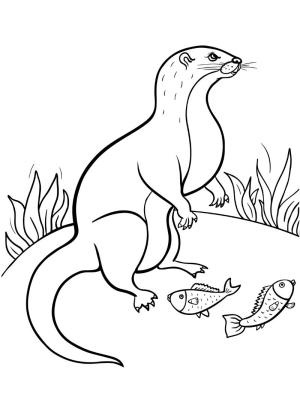 Su Samuru boyama sayfası, Otters coloring page, Su samuru ve balık, 