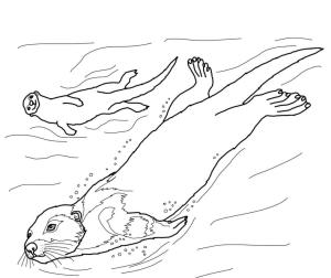 Su Samuru boyama sayfası, Otters coloring page, Su Samuru 11, 