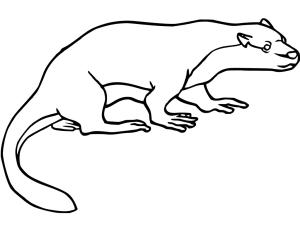 Su Samuru boyama sayfası, Otters coloring page, Kolay Su Samuru, 