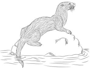 Su Samuru boyama sayfası, Otters coloring page, Su Samuru 14, 