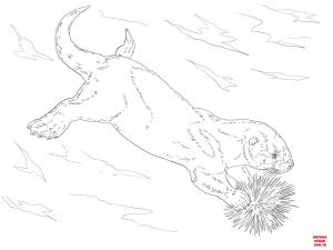 Su Samuru boyama sayfası, Otters coloring page, , otters sea otter eating sea urchin 