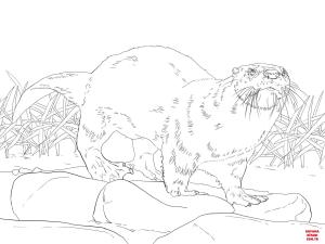 Su Samuru boyama sayfası, Otters coloring page, , otters north american river otter 