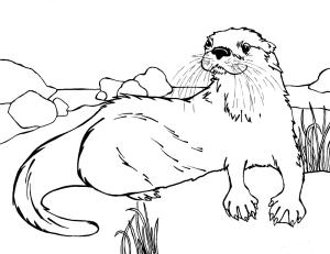 Su Samuru boyama sayfası, Otters coloring page, Susamuru, 