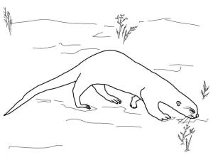 Su Samuru boyama sayfası, Otters coloring page, Su Samuru 9, 