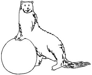 Su Samuru boyama sayfası, Otters coloring page, Özgür su samuru, 