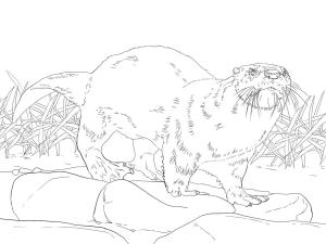 Su Samuru boyama sayfası, Otters coloring page, Su Samuru 7, 