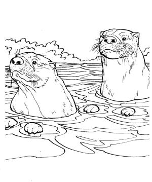 Su Samuru boyama sayfası, Otters coloring page, İki su samuru, 