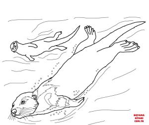 Su Samuru boyama sayfası, Otters coloring page, , otters sea otter 