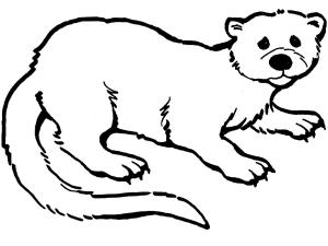 Su Samuru boyama sayfası, Otters coloring page, Su Samuru 15, 