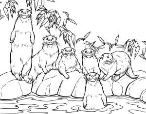 Su Samuru boyama sayfası, Otters coloring page, Su Samurları, 