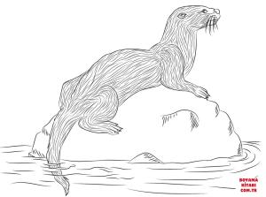 Su Samuru boyama sayfası, Otters coloring page, , otters river otter 