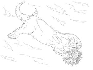 Su Samuru boyama sayfası, Otters coloring page, Su Samuru 5, 