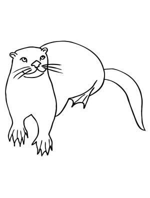 Su Samuru boyama sayfası, Otters coloring page, Çocuklar için su samuru, 